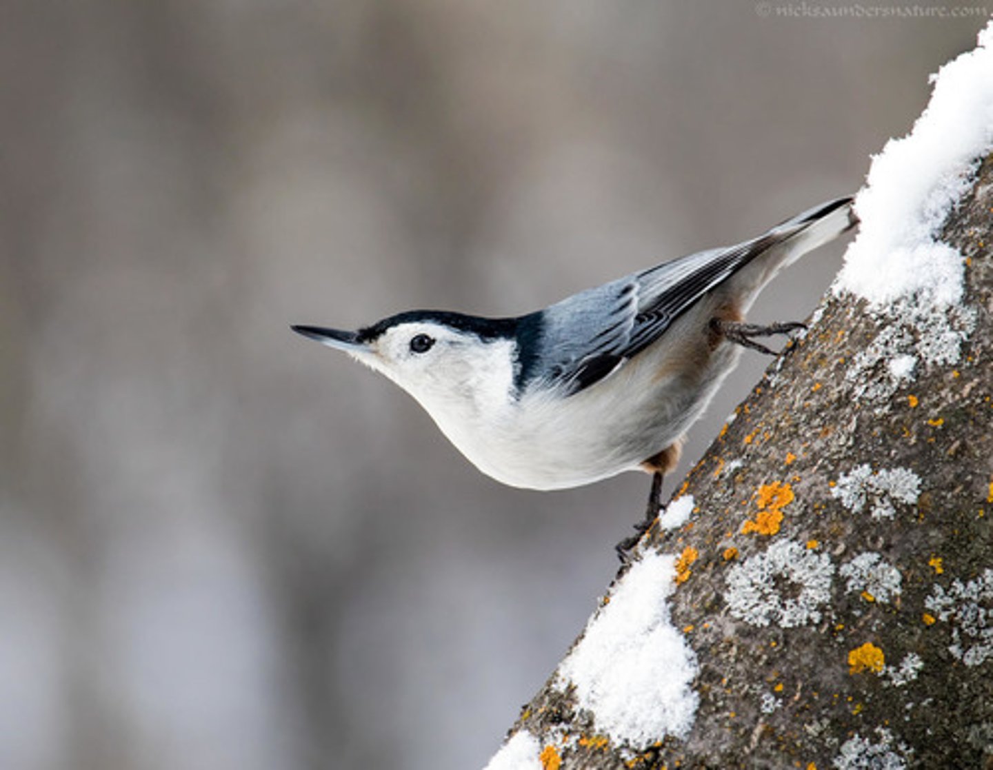 <p>Passeriformes</p><p>dark crown stripe, white face, some brown underneath</p>