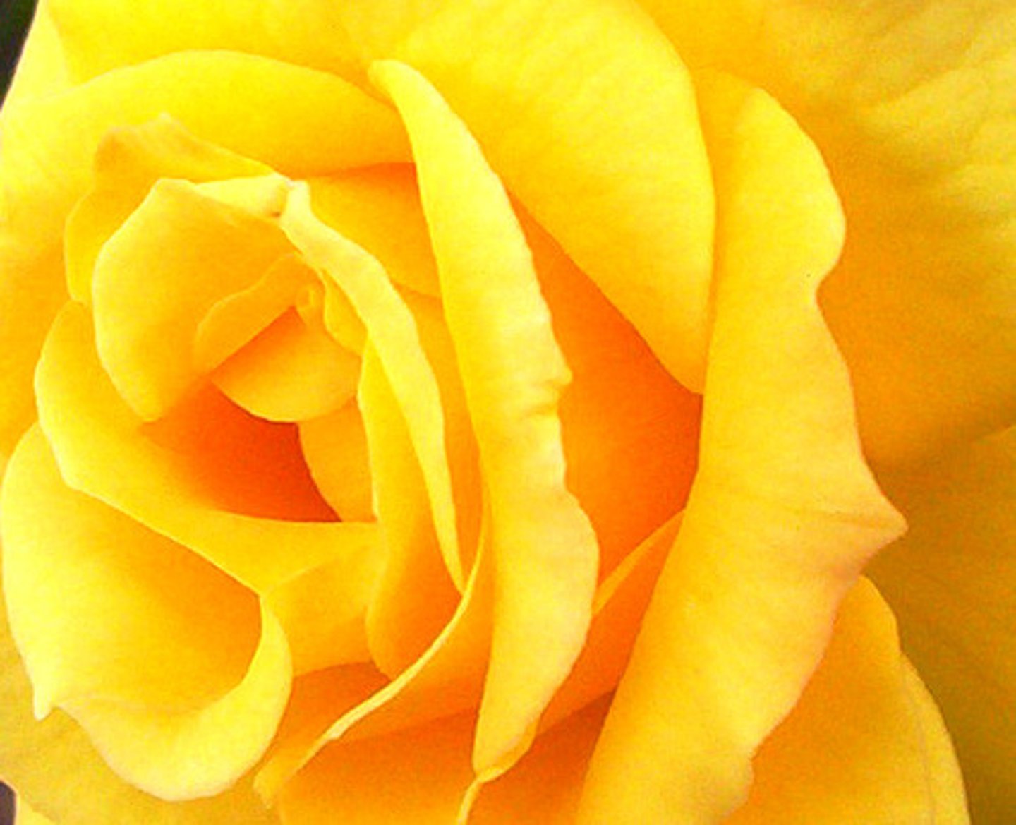 <p>yellow</p>