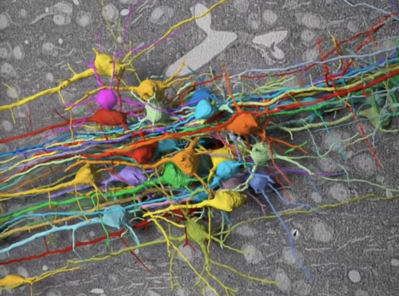 <p>A reconstructive “map” of every neuron and its connections</p>