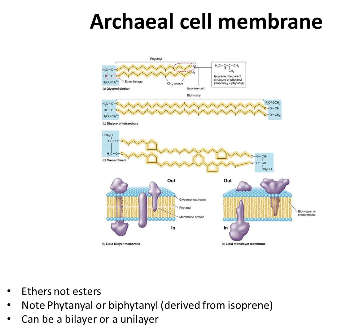 <ul><li><p>phospholipids in archaea are joined by <strong>ether </strong>bonds, <strong>not ester</strong> bonds</p></li><li><p><strong>diglycerols</strong> can be formed, so they can form <strong>monolayers </strong>as well as bilayers</p></li></ul><p></p>