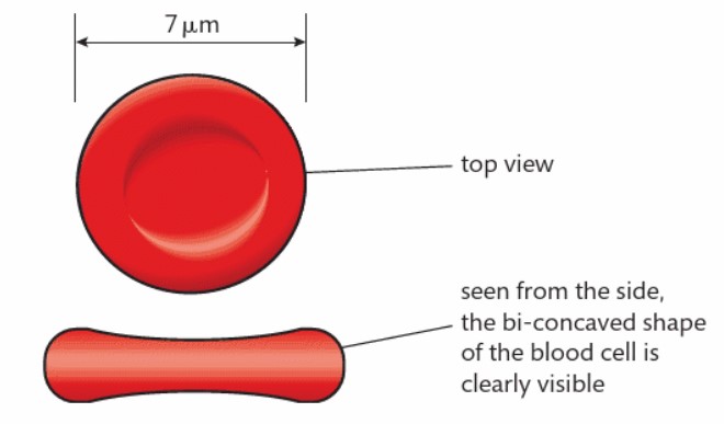 <p>What type of shape is the red blood cell?</p>