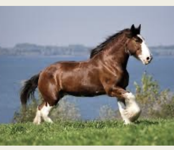 <p>Clydesdale</p>
