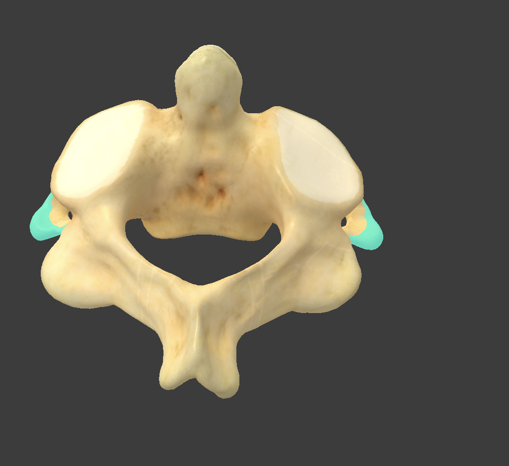 <p>what part of the axis is this?</p>