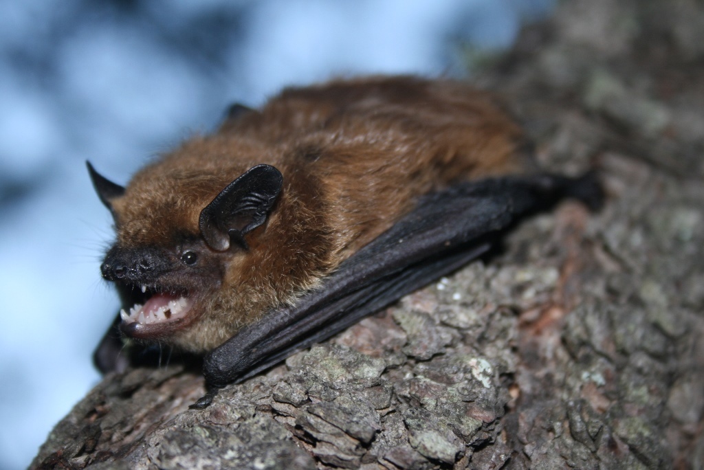 <p>Episticus fuscus</p>