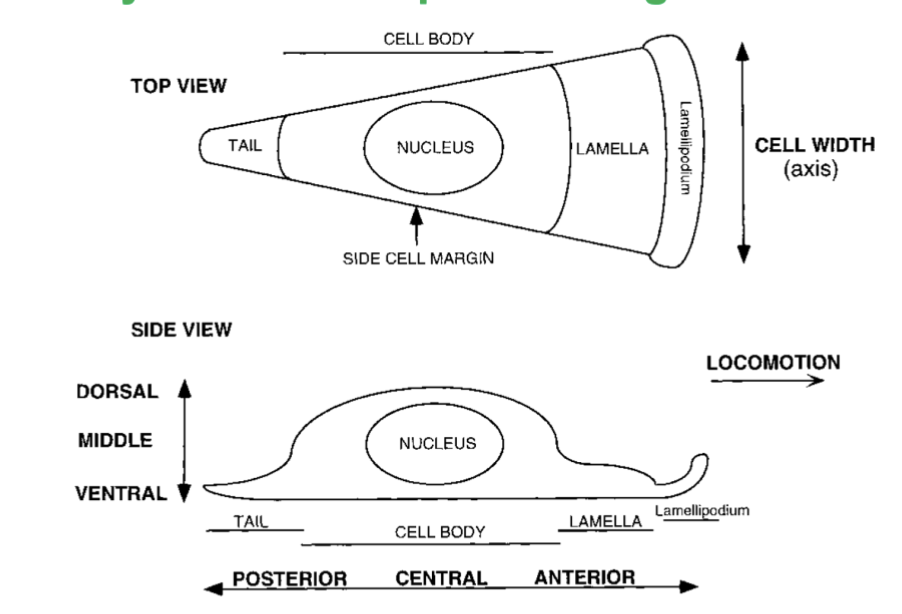 <p>The cell has a tail in the back that is dragged forward, baggage in the nucleus, and a lamellipodium that pulls the whole cell forward. Ventral area includes how the cell interacts with the substrate that it crawls on</p>