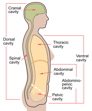 <p>thoracic cavity abdominal cavity pelvic cavity</p>