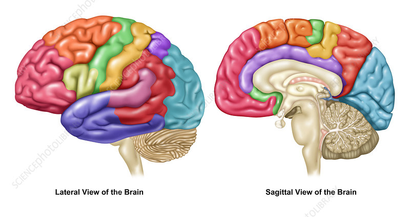 <p>Displays 4 lobes — <strong>Frontal, Parietal, Temporal, Occipital</strong> — and 5 cortices (Frontal and Motor Cortex are found in <strong>Frontal Lobe</strong>) </p>