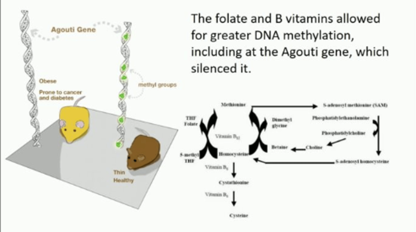 <p>not a change in the DNA sequence (mutation) of the Agouti allele</p><p>Instead, the difference stems from methyl group</p>