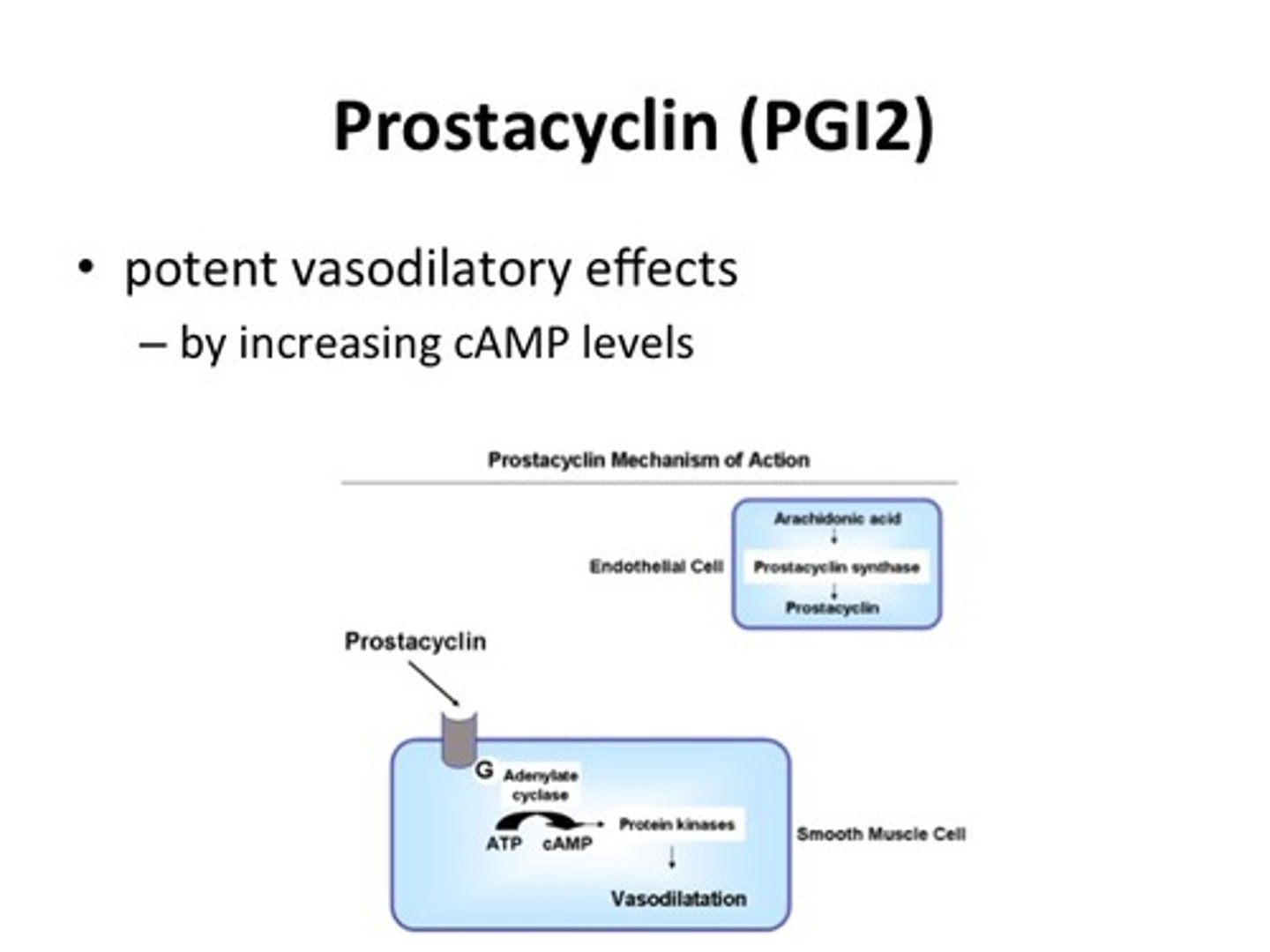<p>inhibits blood clotting and vasoconstriction</p>