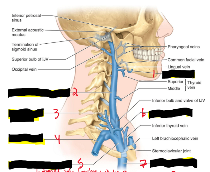<p>Name the structures. (8)</p>