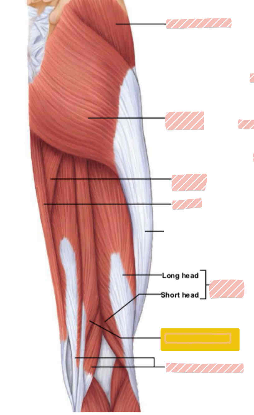 <p><span>Posterior leg (above knee)</span></p>