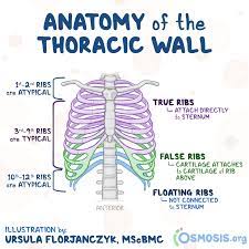 <p>anterior; Relating to the thorax or chest region, which contains the heart and lungs.</p>