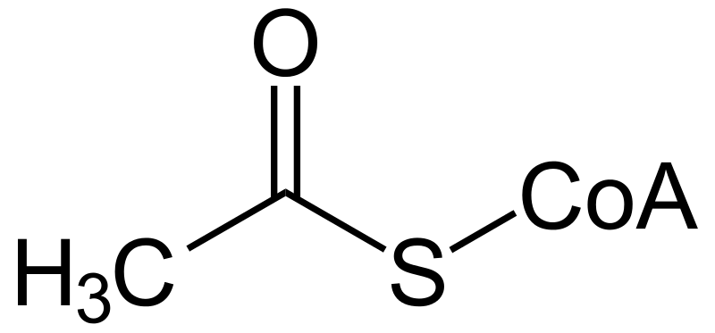 <p><span style="font-family: &quot;Times New Roman&quot;, serif">-Katabol process= nedbrytning av fettsyror till acetyl-CoA</span></p><p><span style="font-family: &quot;Times New Roman&quot;, serif">-Acetyl-CoA går in i citronsracykeln.</span></p><p><span style="font-family: &quot;Times New Roman&quot;, serif">-Fetter bryts ned till av enzymet<strong><u> lipas.</u></strong></span></p><p><span style="font-family: &quot;Times New Roman&quot;, serif">-Fettsyror transporteras till mitokondrierna via <strong><u>lymfan.</u></strong></span></p><p><span style="font-family: &quot;Times New Roman&quot;, serif">-Beta-oxidationen sker i <strong><u>mitokondrierna.</u></strong></span></p><p><span style="font-family: &quot;Times New Roman&quot;, serif">-Det heter b-oxidation för att beta kolet närmast karboxylgruppen är den som oxideras.</span></p><p><span style="font-family: &quot;Times New Roman&quot;, serif"><strong><u>Fettsyror bryts ned i mitokondrierna genom en process som kallas betaoxidation. Det är en stegvis oxidation där kolatomer plockas bort två i taget från fettsyrans kedja. Processen börjar alltid vid fettsyrans β-kolatom (den tredje kolatomen från karboxylgruppen – α är den andra, och så vidare).</u></strong></span></p><p><br></p>