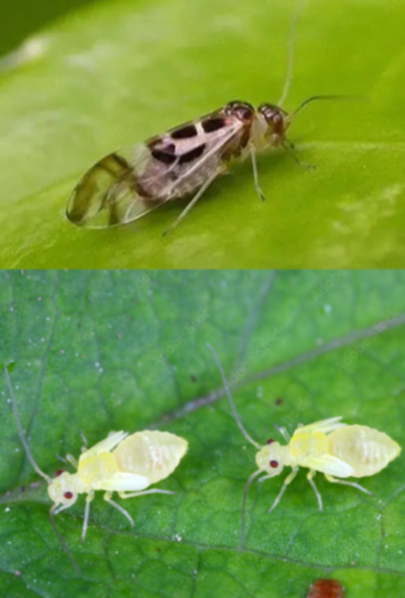 <p>ŘÁD- česky, latinsky</p><p>Podřád-/</p><p>Infrařád-/</p><p>Čeleď-/</p><p>rod- česky</p><p>druh-/</p><p>(velká hlava, na ní čelní štítek, redukce křídel může být, složené oči redukovány na skupiny ommatidií)</p>