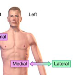 <p>closer to the center of the body</p>
