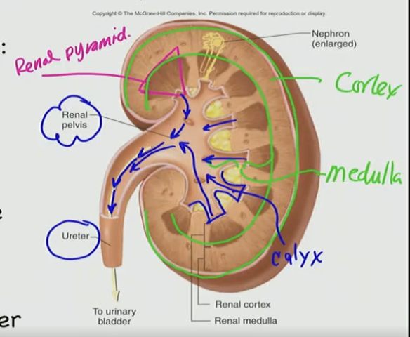 <p>B. Pyramids → Calyces → Renal pelvis → Ureter</p><p>and then to the urinary bladder</p>