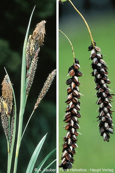 <p>Glaucous Sedge</p>