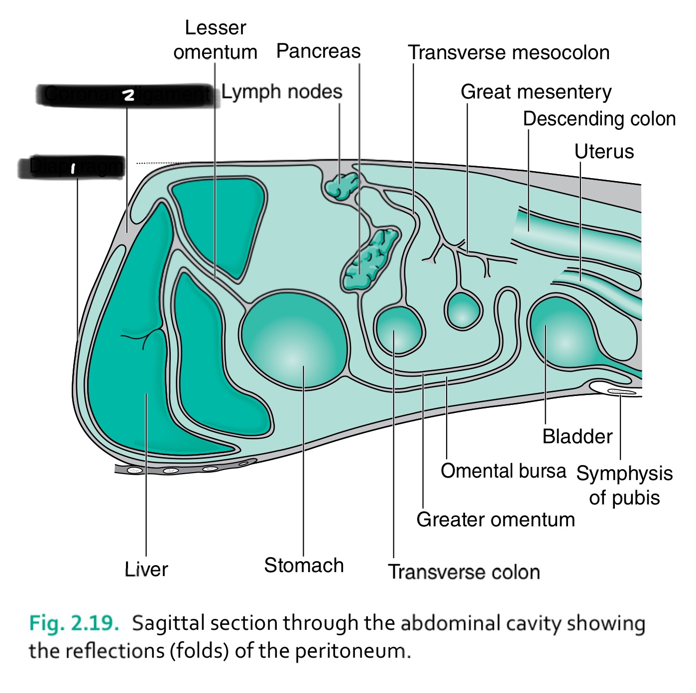 term image