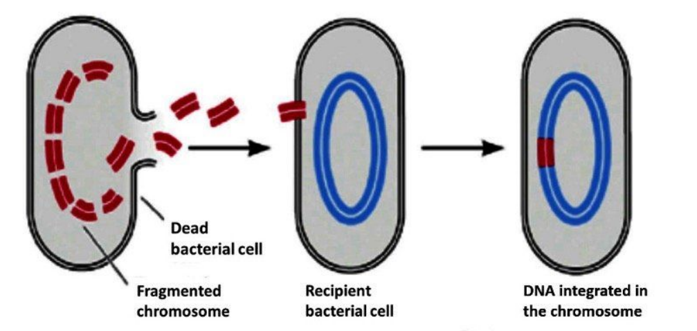 <p>Process of genetic material transfer between bacteria.</p><ul><li><p>happened in Griffith’s Experiment</p></li></ul><p></p>