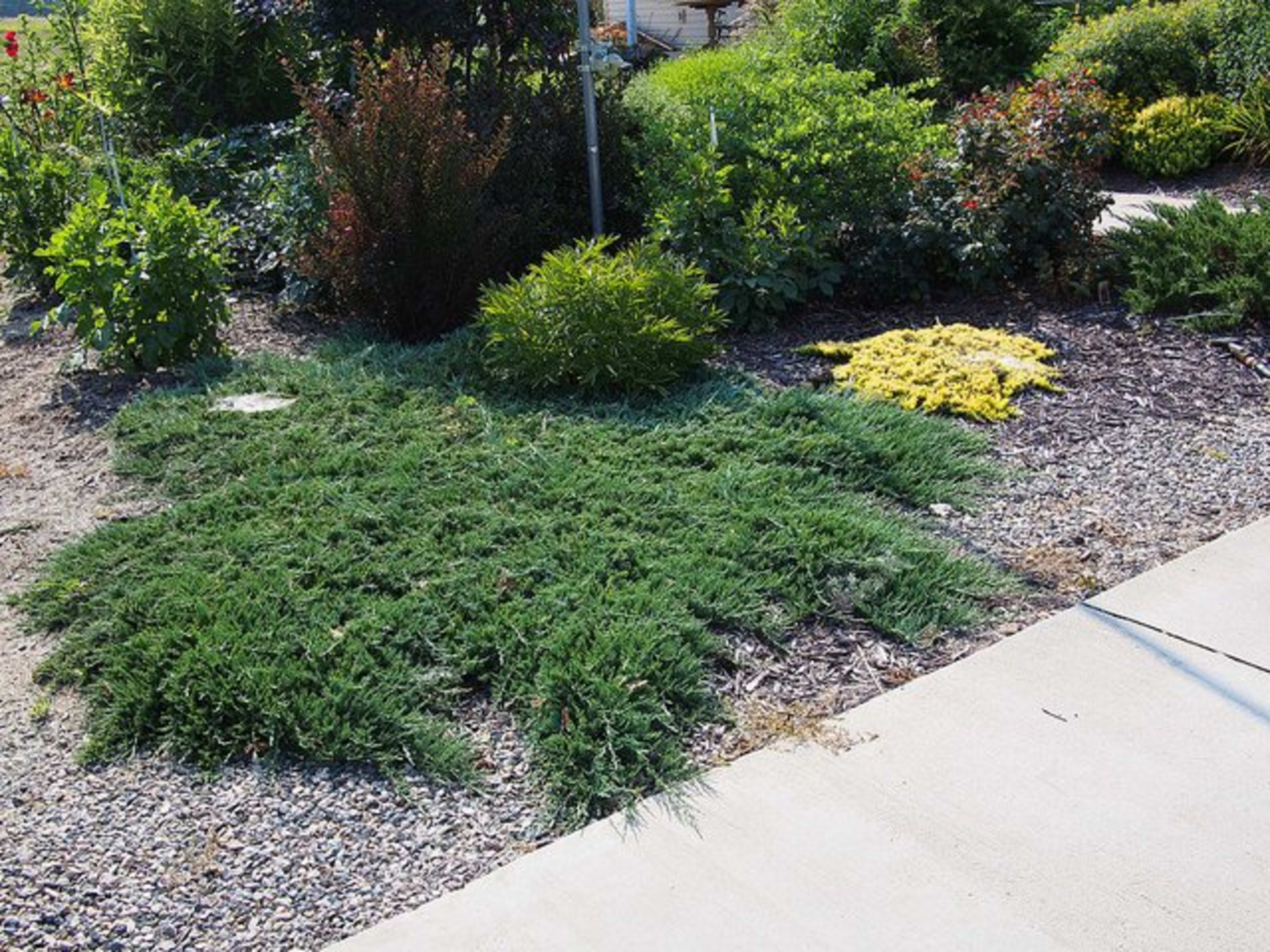 <p>Creeping Juniper</p>