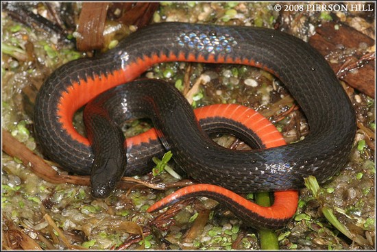 <p>swamps, Carolina Bay; Coastal Plains; smooth scales; red belly, black dorsum</p>
