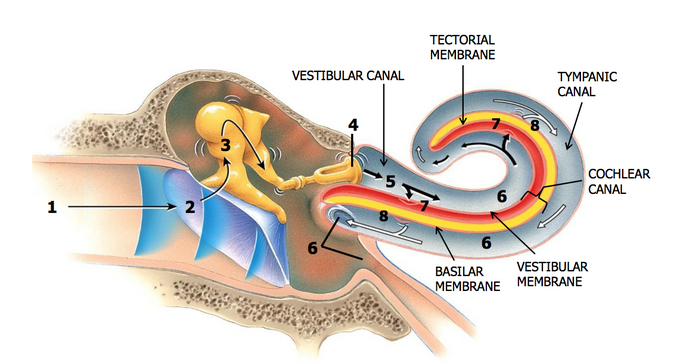 <p>transduce movement of air that cause tympanic membrane and ossicles to vibrate to movement of liquid and basilar membrane</p><ul><li><p>filled with perilymph fluid to assist</p></li></ul><p></p>