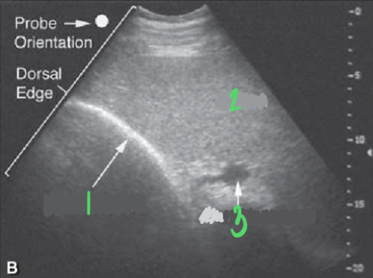 <p>What FLASH view is this in horses and what are the numbers showing you?</p>