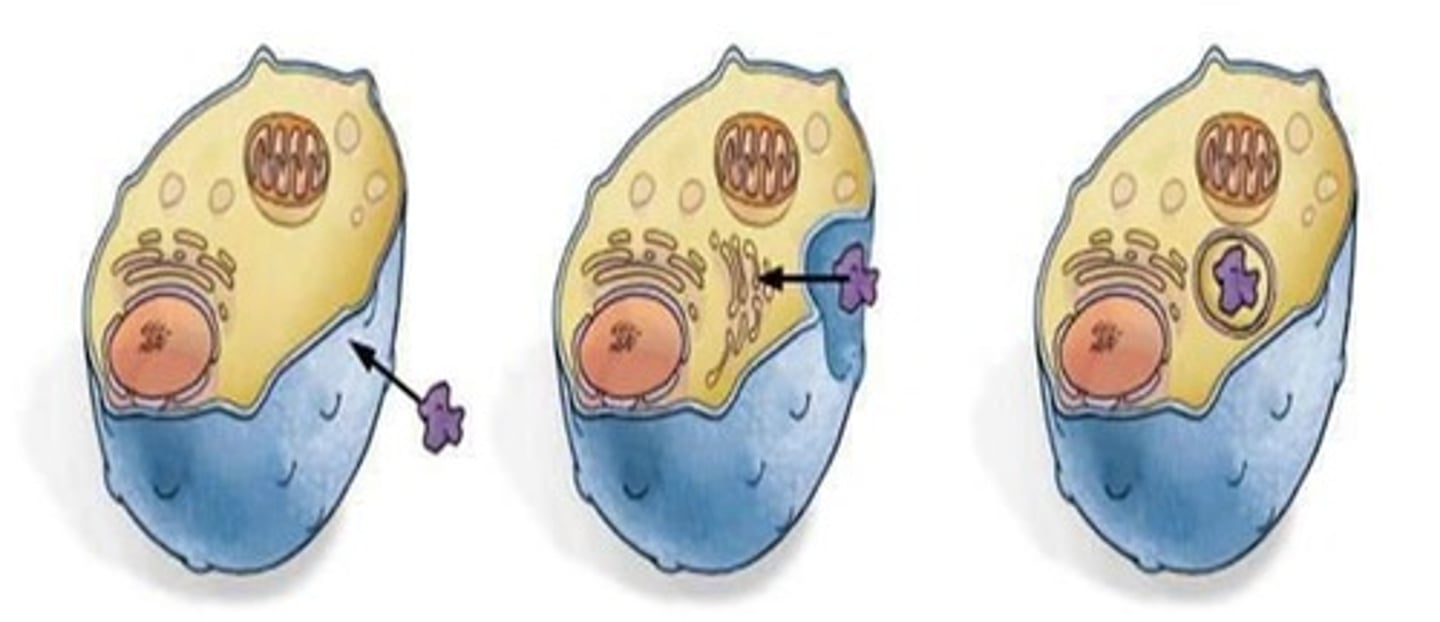 <p>A vesicle pinches the plasma membrane inward and brings a large molecule into the cell.</p>