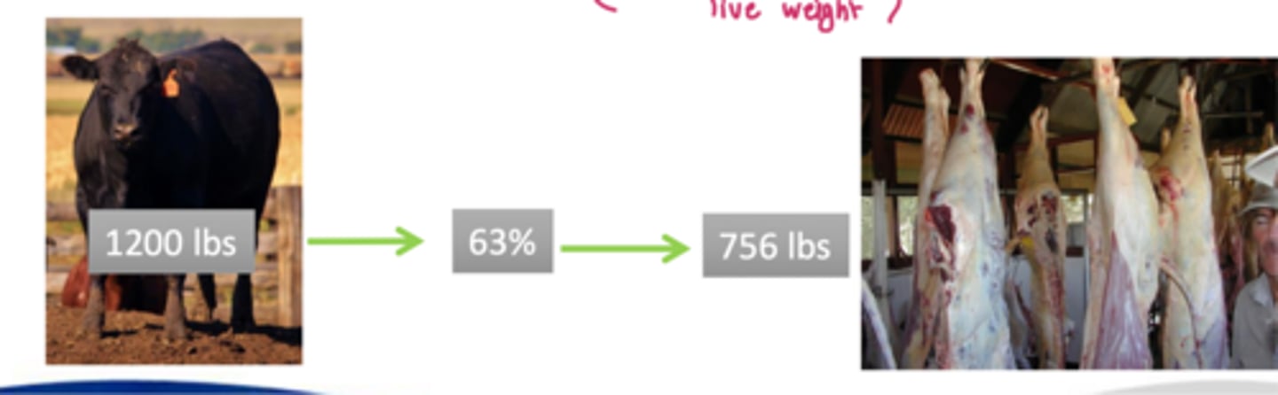 <p>the BW of beef cattle with decrease further by ___% once carcass is chilled</p>