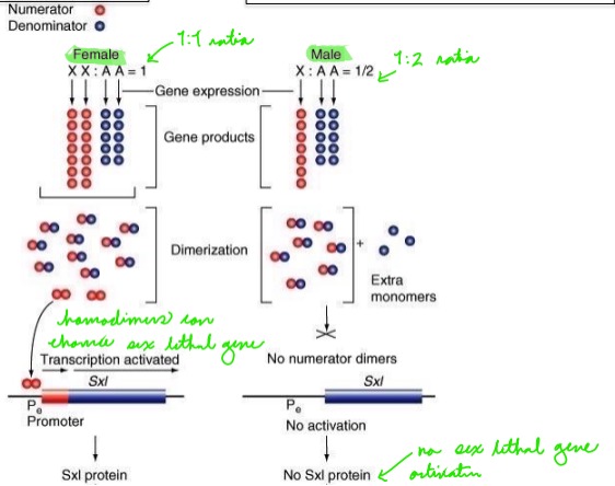 <p>The resulting homodimers from female flies enhance sex lethal genes (needed for dosage compensation), whereas male flies do not produce homodimers and do not activate the sex lethal gene.</p><p></p><p>The presence of sex lethal genes in female flies results in more productive splicing that results in more sex lethal protein, or a premature stop codon that results in nonsense mediated decay.</p><p></p><p>Sxl in females is necessary to prevent lethal overexpression of X linked genes.</p><p>Sxl in males is lethal as males need overexpressed X linked genes.</p><p></p><p>The sex lethal protein blocks a splice site resulting in a functional Tra protein and normal female.</p>