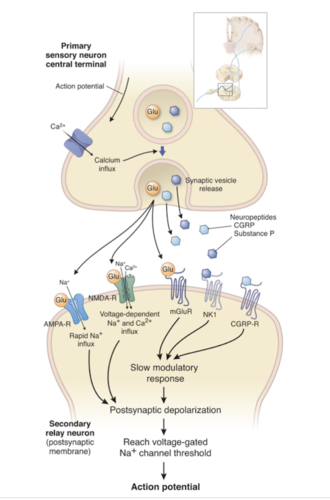 glutamate (acts on AMPA and NMDA receptors, directly depolarize postsynaptic neuron)

substance P (peptide, allows channel to open more readily)