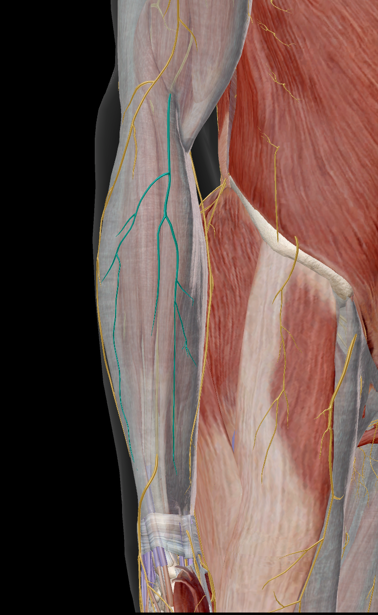 <p>sensitif partie latérale de l’avant bras / provient du N. musculocutaneus</p>