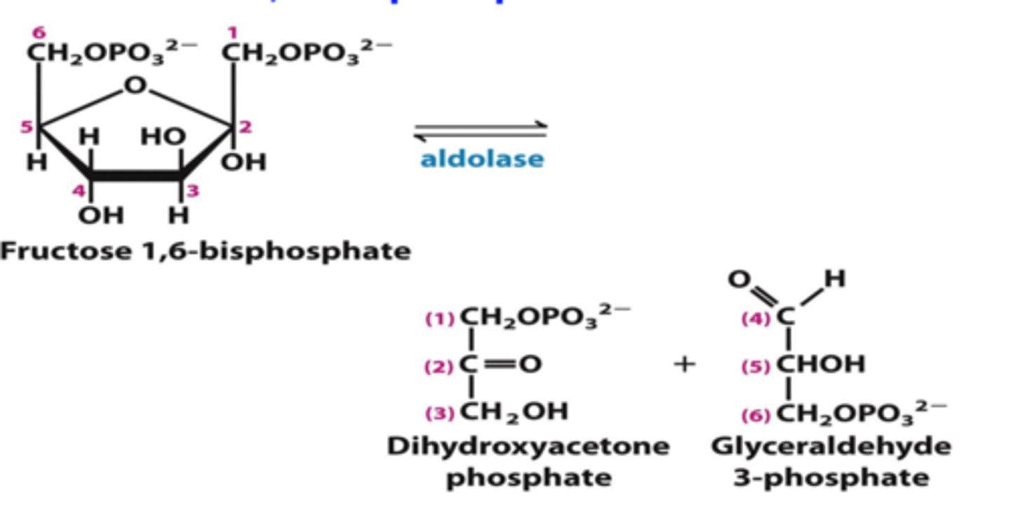 <p>reactant: fructose 1,6-bisiphoshate</p><p>enzyme: aldolase</p><p>product: dihydroxyacetone phosphate AND glyceraldehyde 3-phosphate</p>