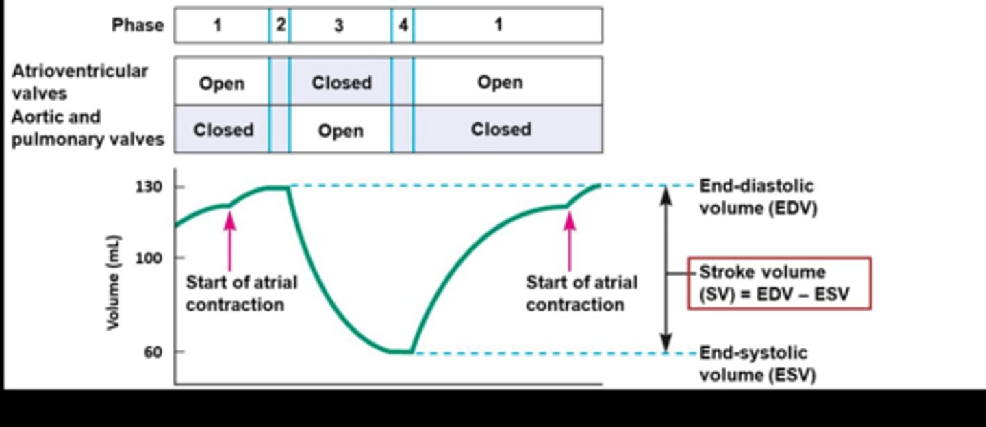 <p>The volume of blood in the ventricle at the end of filling, before contraction.</p>