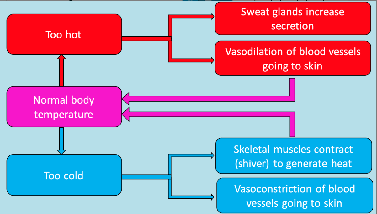 <p>when the body exercises, <strong>muscles create heat</strong>. To avoid overheating, the body uses <strong>blood</strong> to help <strong>regulate temperature.</strong></p><ul><li><p>heat is transferred to the skin’s surface via the blood, where it is released as sweat </p><ul><li><p>increased blood flow to the skin occurs as a result of vasodilation of blood vessels. </p></li></ul></li><li><p>evaporation of sweat on the skin creates a cooling effect.</p><ul><li><p>as a result, the cooled skin cools the blood travelling to the skin’s surface, maintaining the body’s core temperature.</p></li></ul></li></ul><p>@ rest accounts for approx <mark data-color="yellow">25%</mark> heat loss. In hot conditions, can account for up to <mark data-color="yellow">80%</mark></p>