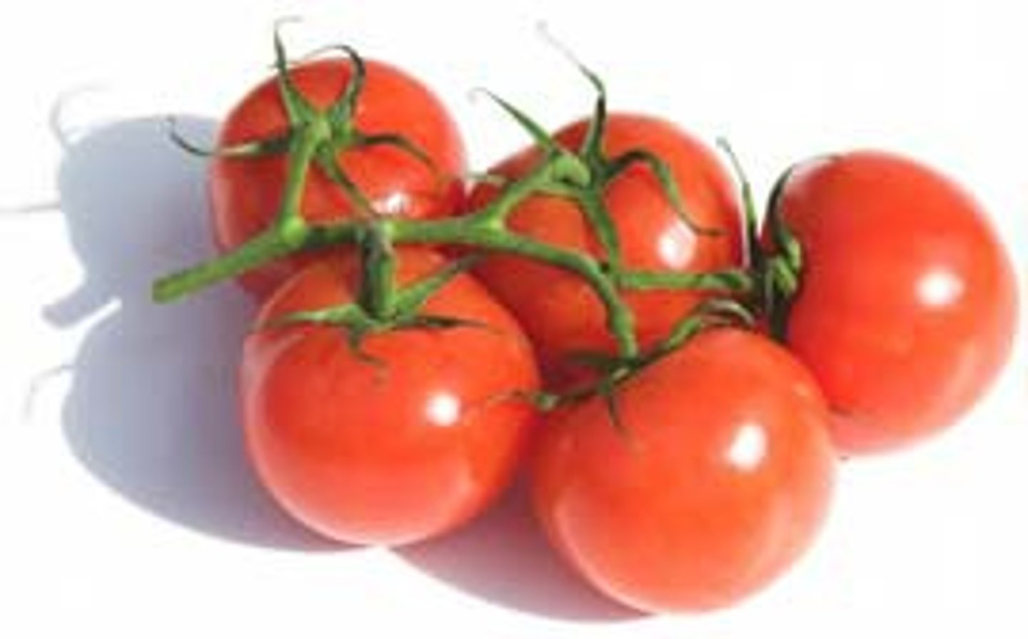 <p>những quả cà chua</p>