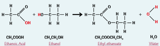 <p><em>Ester produced when </em><strong><em>ethanol</em></strong><em> + </em><strong><em>ethanoic acid </em></strong><em>react in presence of </em><strong><em>acid catalyst</em></strong></p>