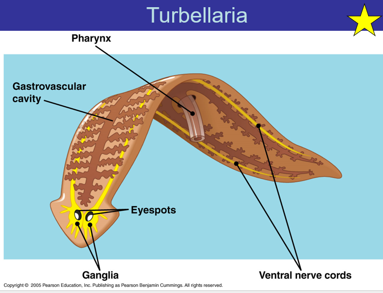 <p>Turbellaria</p>