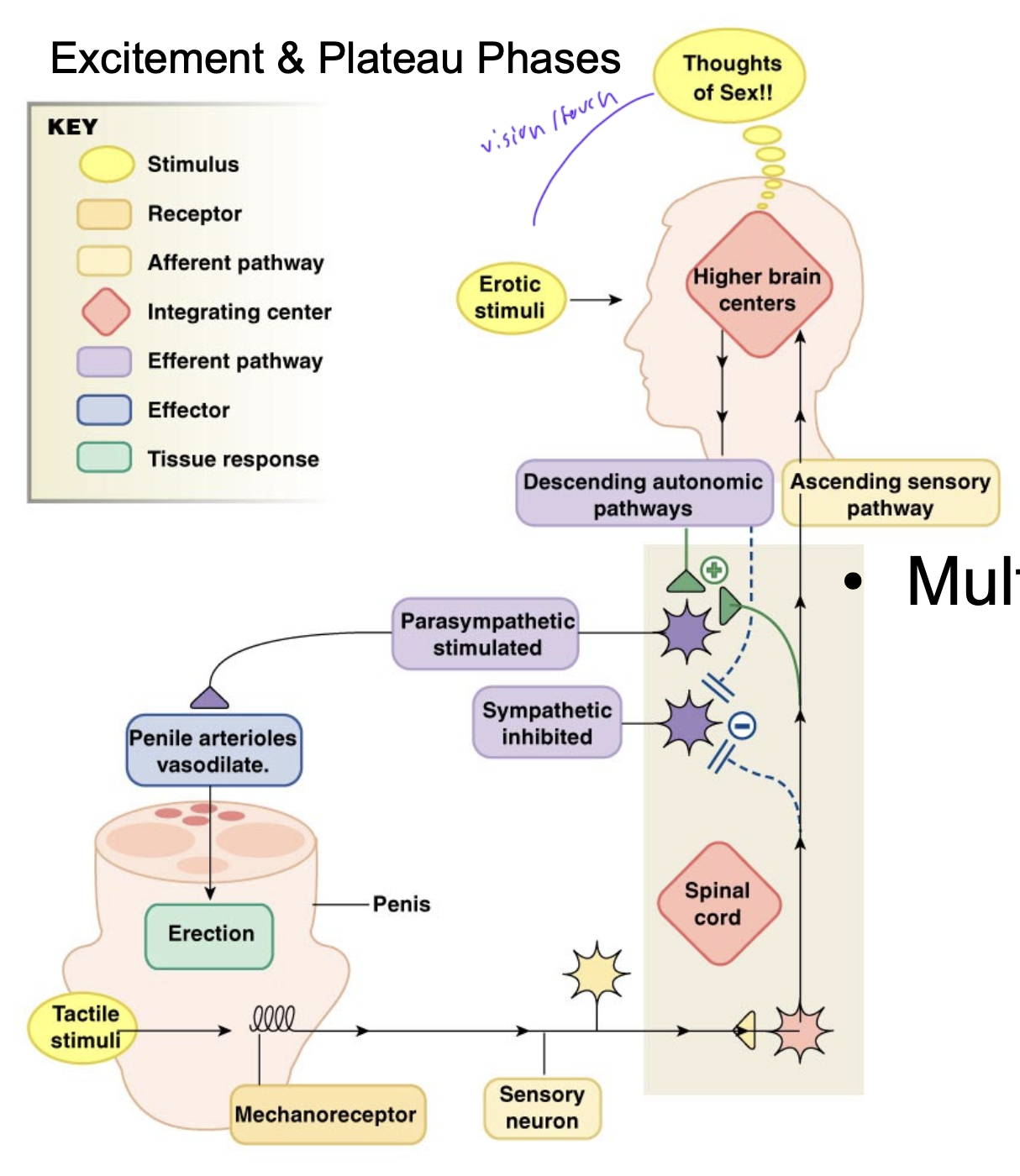 <ul><li><p>thoughts of sex/ visual/physical stimuli trigger IC in brain</p></li><li><p>descending sensory pathway stimulates parasympathetic pathway</p></li><li><p>para causes penile arterioles to vasodilate, causing an erection</p></li><li><p>tactile stimuli in penis cause sensory neuron to trigger IC in spinal cord, which affects brain IC</p></li></ul><p></p>