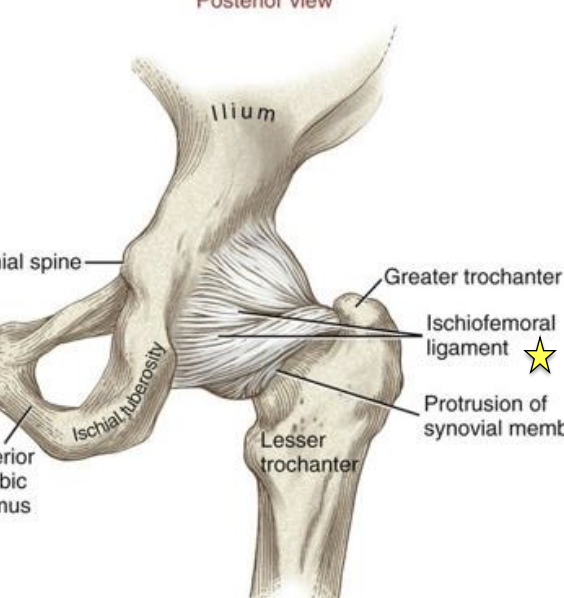 <p>O&I: posterior acetabular rim to inner surface of the greater trochanter </p><p>-limits hip extension and IR </p>