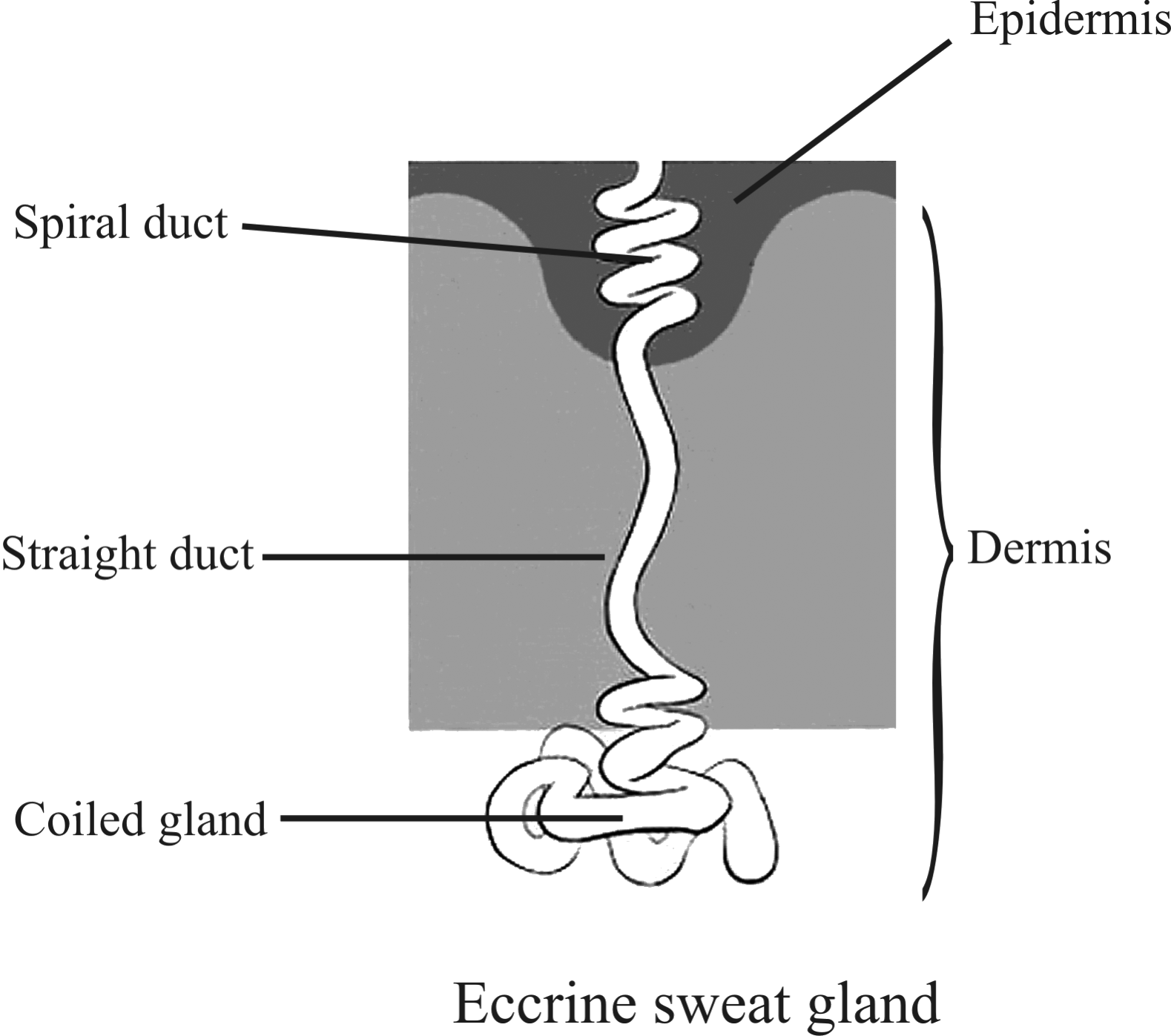 <p>coiled, exit at skin pores</p><p>most abundantly located in the palms of the hand, the soles of the feet, and the forehead</p>