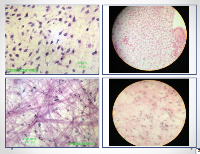 <p>Identify this tissue</p>