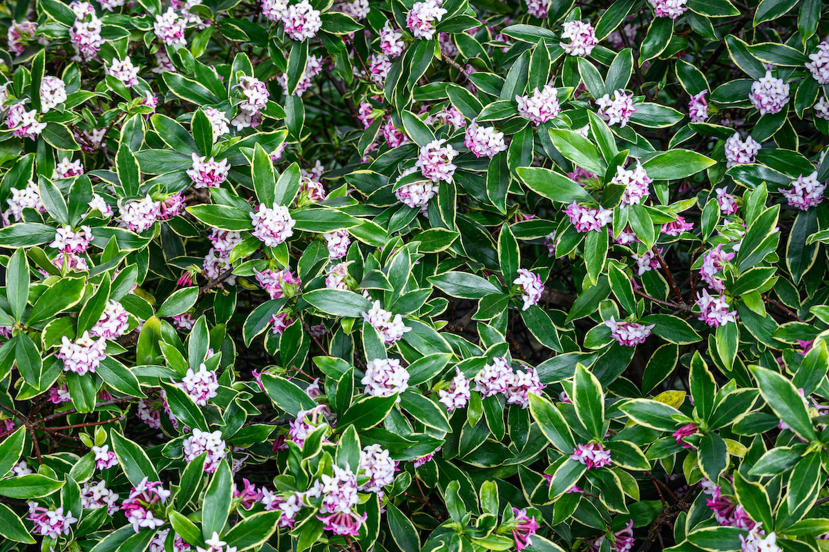<ul><li><p>evergreen shrub</p></li><li><p>4’ t, 4-8’ w</p></li><li><p>native to China and Japan</p></li><li><p>part shade</p></li><li><p>moderate water, with time to dry between</p></li><li><p>porous soil, perfect drainage</p></li><li><p>evergreen, simple leaves; alternate, narrow, long oval, blunt pointed tip, undulating margins, dark green, glossy</p></li><li><p>yellow margins on leaves</p></li><li><p>compound flowers; aromatic, citrus, cluster, pink/white, 10-15 flowers in clusters</p></li><li><p>fruits; droops, berry like</p></li><li><p>dense, rounded, air circulation around roots</p></li><li><p>near top of Haas</p></li></ul><p></p>