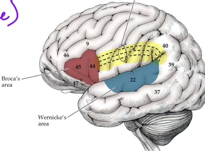 <ul><li><p>AKA conduction area </p></li><li><p>connects Wernicke’s area to Broca’s area (white matter tract) </p></li><li><p>important for REPEATING and SPEAKING a written word </p></li></ul><p></p>