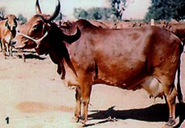<p>This breed is a dairy type but has relatively low milking ability</p>