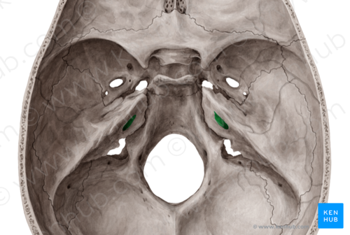 <p>belső hallónyílás</p>