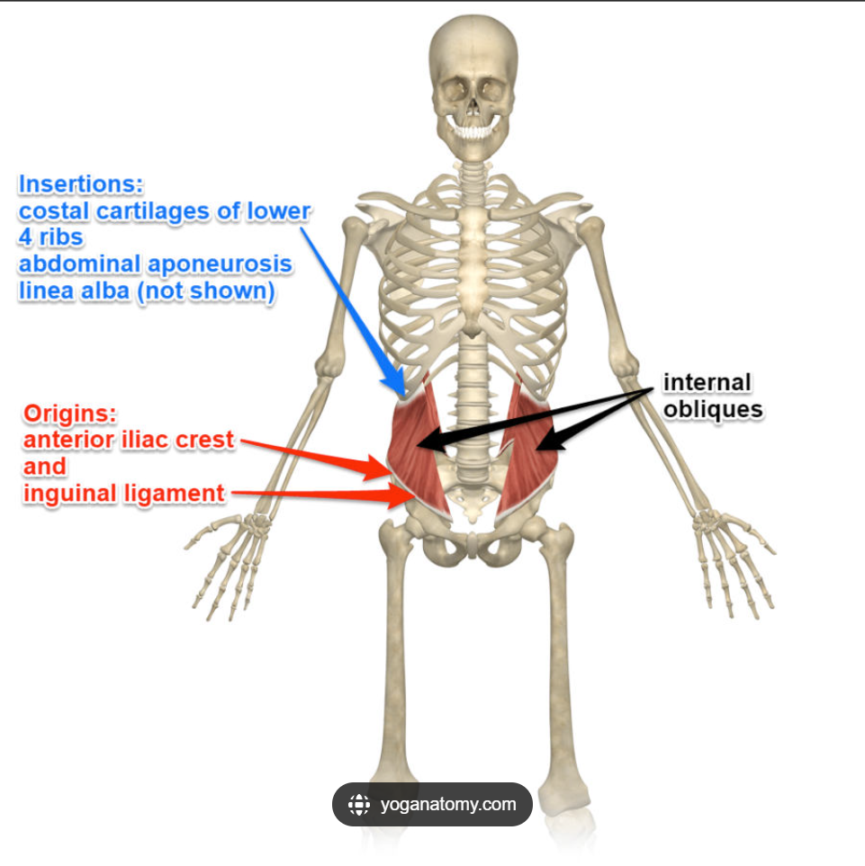 <p>Internal Obliques Insertion</p>