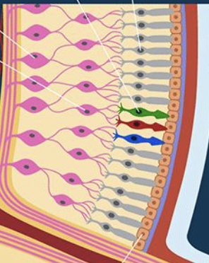 <p>name the retinal layers and the cells found in each layer</p>