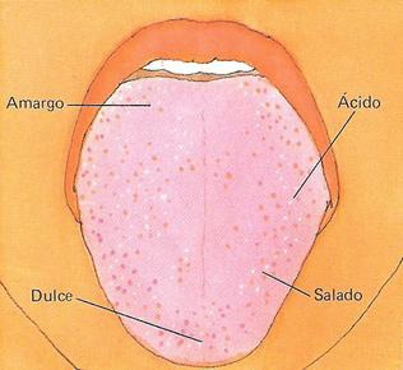 <p>taste (flavor)</p>