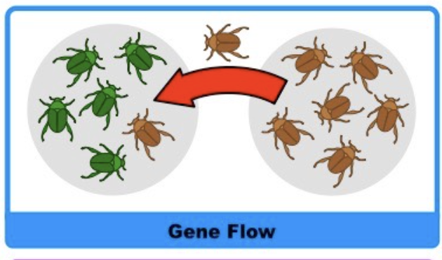 <p>Gene Flow</p>